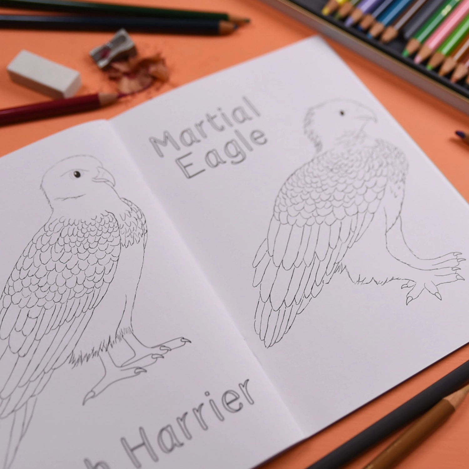 Amazing Birds of Prey Colouring Book image 1